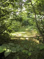 path to Asheville's Slow Living Cottege